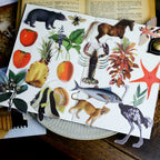 Life Encyclopedia Vellum Stickers