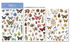 Butterfly Matte Rub-on Transfers