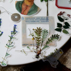 Botanist Vellum Stickers