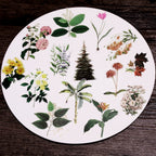 50PCS Larger Plants Vellum Stickers