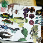 Life Encyclopedia Vellum Stickers