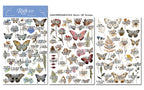 Butterfly Matte Rub-on Transfers