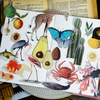 Life Encyclopedia Vellum Stickers