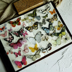 Little Butterfly Vellum Stickers
