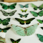 Little Butterfly Vellum Stickers
